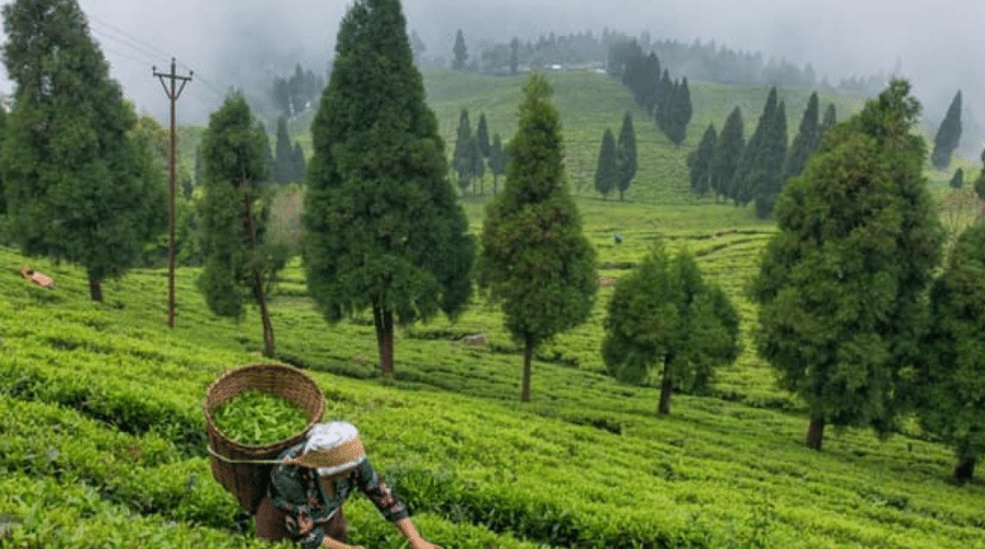 Palampur Tea Gardens