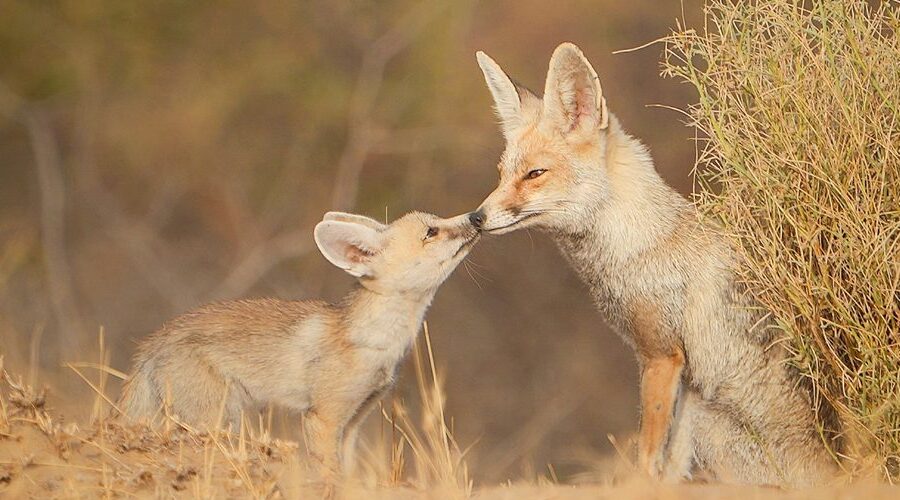 Desert National Park