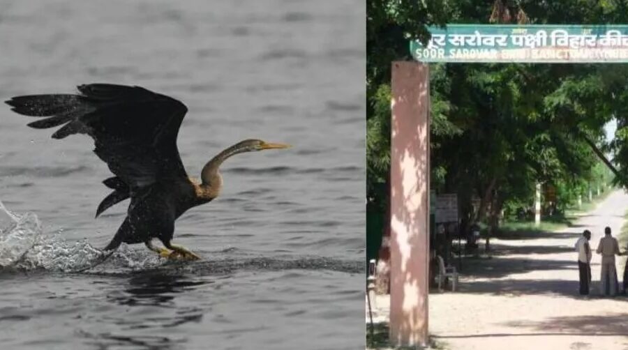 Keetham Lake (Sur Sarovar Bird Sanctuary)